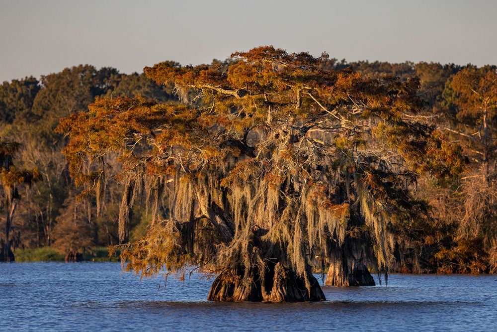 Cypress trees in autumn at Lake Dauterive near Loreauville-Louisiana-USA